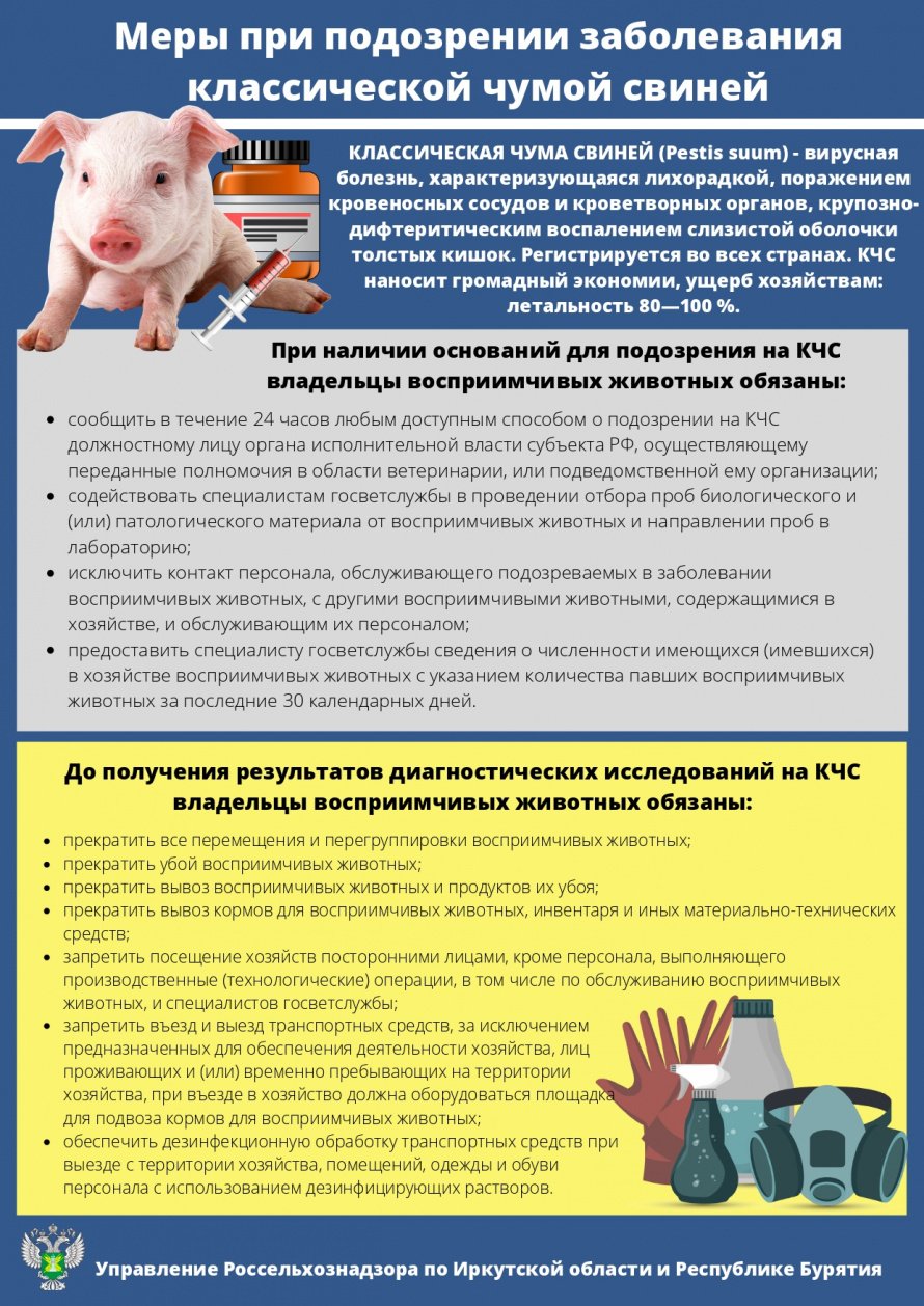 Меры при подозрении заболевания классической чумой свиней