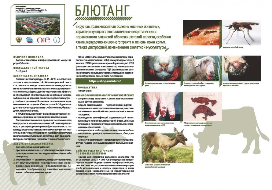 Блютанг