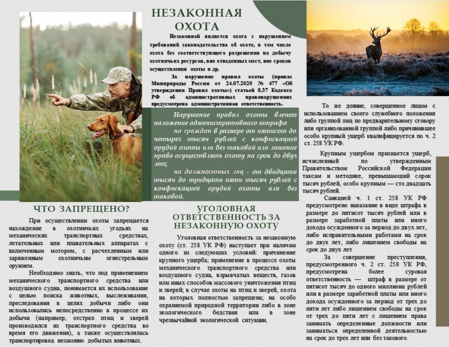 Правила охоты и ответственность за их нарушения